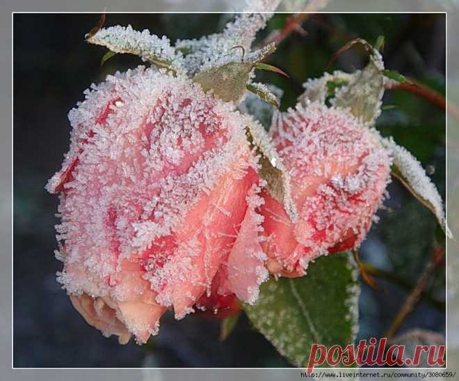 Замёрзшие чувства