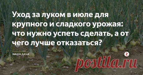 Уход за луком в июле для крупного и сладкого урожая: что нужно успеть сделать, а от чего лучше отказаться? Начало и середина августа – время уборки репчатого лука. А июль - дачнику в помощь, чтобы за это время «настроить» растения на наращивание репки и улучшить вкусовые качества лука. Что нужно успеть сделать в июле, а от чего лучше отказаться в уходе за культурой? Читайте в статье ниже.