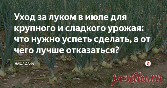 Уход за луком в июле для крупного и сладкого урожая: что нужно успеть сделать, а от чего лучше отказаться? Начало и середина августа – время уборки репчатого лука. А июль - дачнику в помощь, чтобы за это время «настроить» растения на наращивание репки и улучшить вкусовые качества лука. Что нужно успеть сделать в июле, а от чего лучше отказаться в уходе за культурой? Читайте в статье ниже.