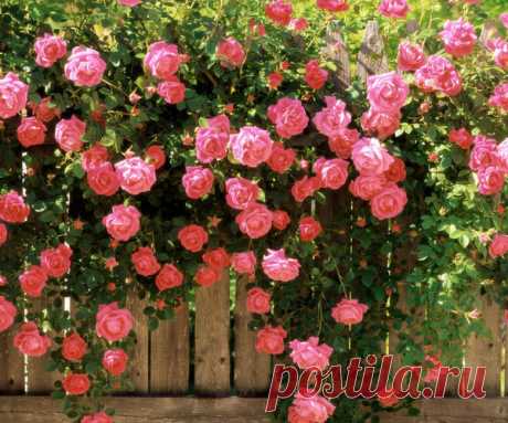 Сода для роз — тайный секрет моей свекрови | Цветы в квартире и на даче – от Радзевской Виктории | Яндекс Дзен