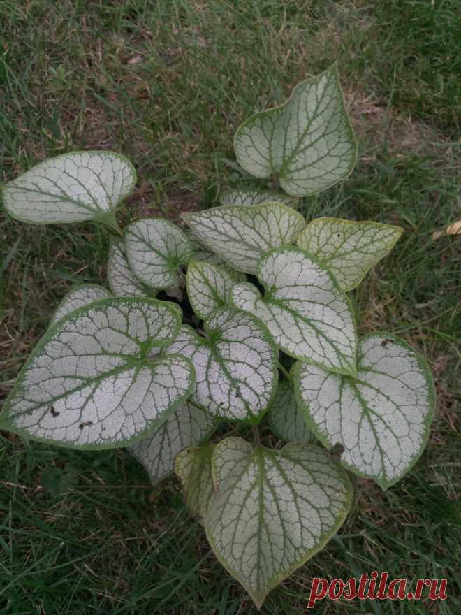 Бруннера крупнолистная "Джек Фрост" (Brunnera macrophylla "Jack Frost")