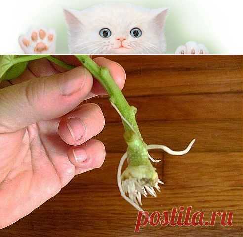 (9) Одноклассники