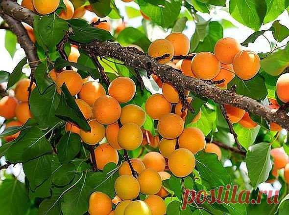 АБРИКОС: УСЛОВИЯ ВЫЖИВАНИЯ В СУРОВОМ КЛИМАТЕ