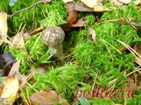 (61) Одноклассники