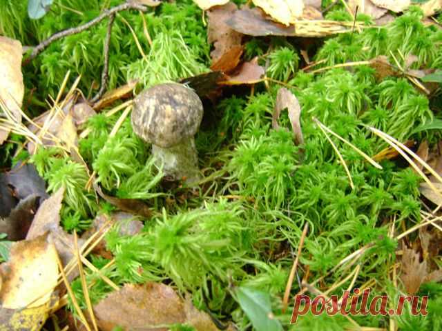 (61) Одноклассники