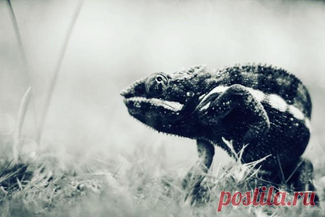 Эффект хамелеона: сила зеркальных технологий Возможно, вы не раз наблюдали его действие в повседневной жизни: с влюбленными парами в ресторане, с коллегами-друзьями в столовой, с новыми знакомыми на ярмарке…