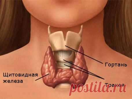 АУТОИММУННЫЙ ТИРЕОИДИТ НАСТОЙ КРАПИВЫ УСТРАНИТ 
Не могу молчать, зная действенные методы устранения недугов. Свои знания и хочу предложить.
 
Для устранения аутоиммунного тиреоидита (воспалительное заболевание щитовидной железы) нужно бросить в 2,…