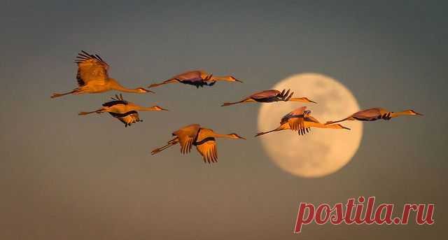 Клуб любителей кошек!
Наташа Штейн (Низак)