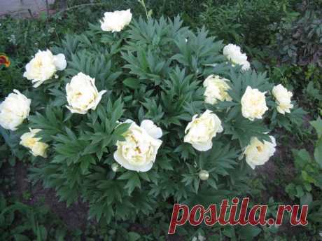 Жёлтые пионы... вестники богатства... цвета запоздалой утренней звезды, аааа / Журнал садовода AleksandrErt / 7dach.ru