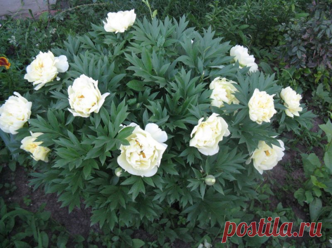 Жёлтые пионы... вестники богатства... цвета запоздалой утренней звезды, аааа / Журнал садовода AleksandrErt / 7dach.ru