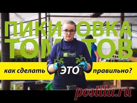 Пикировка томатов. Как сделать это правильно? | Блоги о даче и огороде, рецептах, красоте и правильном питании, рыбалке, ремонте и интерьере