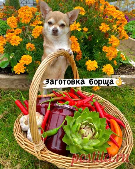 ☘️ДАЧА🏡ДОМ🐔ФЕРМА☘️САД в Instagram: «Всем добрый вечер!!!😊😊😊 ⠀ А у нас сегодня борщ☺️. И непросто борщ, а именно заготовка для борща на зиму👌. Многие уже поняли мою жизненную…»