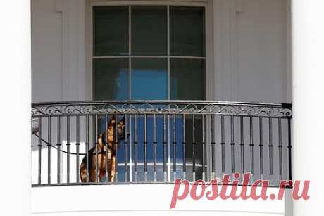 Стало известно о недоверии Байдена к своей охране. Президент США Джо Байден с недоверием относится к некоторым охраняющим его агентам, считая их сторонниками своего предшественника Дональда Трампа. «Байден говорил одному из своих друзей, что агенты секретной службы никогда не находятся в том месте, где произошел инцидент», — говорится в публикации.