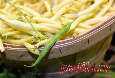 Польза стручковой фасоли | Похудейка