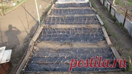 КАК ВЫРАСТИТЬ САЖЕНЕЦ ВИНОГРАДА С ЧЕРЕНКА (ЧУБУКА) ПОСАЖЕНОГО СРАЗУ В 
ГРУНТ ПОД ОТКРЫТЫМ НЕБОМ, (описание в мельчайших подробностях). 
1. Лучшее время срезать черенки - осень, от листопада до морозов. В это 
время в черенке максимум запасов. Виноград практически не прекращает 
жизнедеятельность, и даже зимой происходит дыхание и рост корней, а на 
Показать полностью…