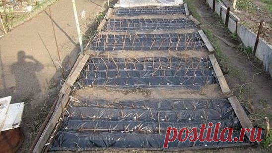 КАК ВЫРАСТИТЬ САЖЕНЕЦ ВИНОГРАДА С ЧЕРЕНКА (ЧУБУКА) ПОСАЖЕНОГО СРАЗУ В 
ГРУНТ ПОД ОТКРЫТЫМ НЕБОМ, (описание в мельчайших подробностях). 
1. Лучшее время срезать черенки - осень, от листопада до морозов. В это 
время в черенке максимум запасов. Виноград практически не прекращает 
жизнедеятельность, и даже зимой происходит дыхание и рост корней, а на 
Показать полностью…