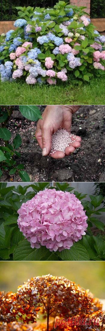 Выращивание гортензии