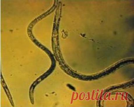 Очищение организма