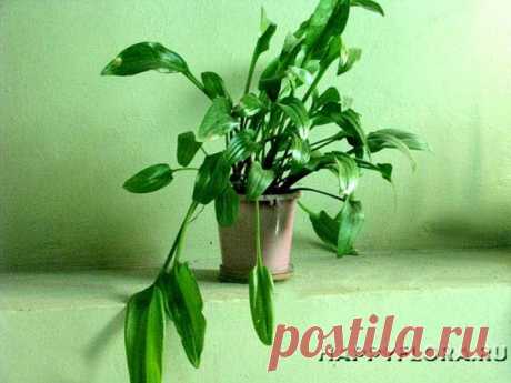 Дримиопсис - Drimiopsis: фото, условия выращивания, уход и размножение | happyflora.ru
 Чем-то похож на подорожник, но только листочки пятнистые.