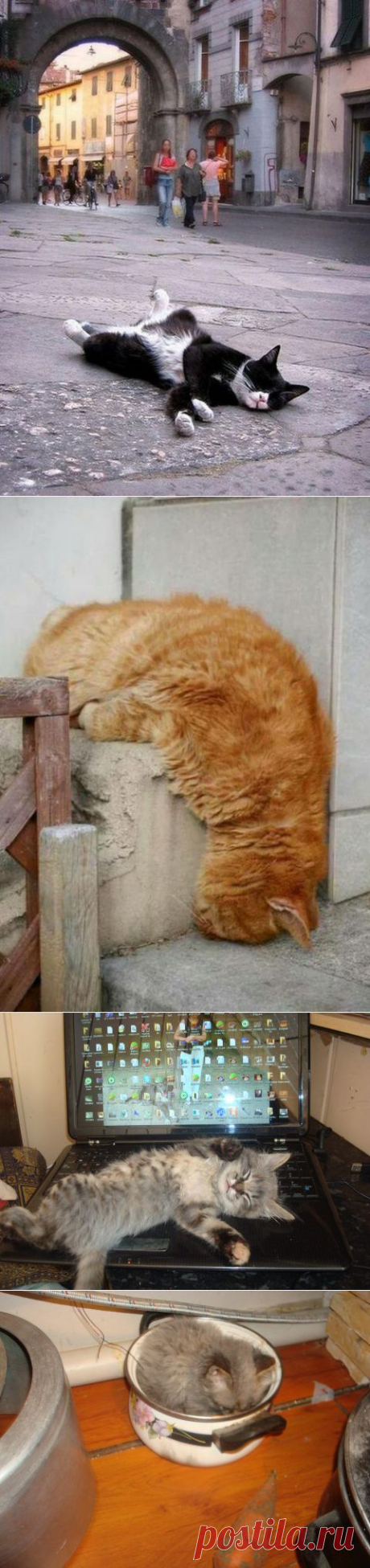 Спящие котейки