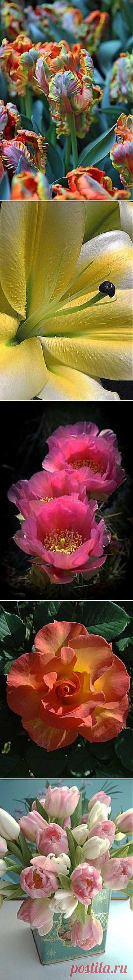 BEAUTIFUL FLOWERS