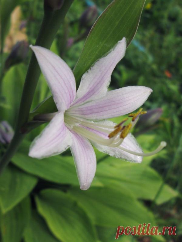 Мирина - Цветы и ягоды ~ Фотоальбомы ~ Beesona.Ru