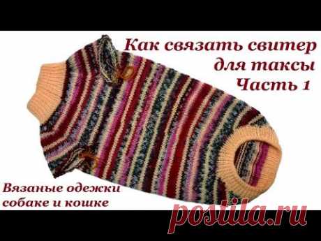 10 Как связать свитер для таксы. Часть 1