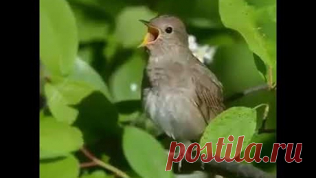 Соловей поет соловушка видео - как же красиво поет соловей!
