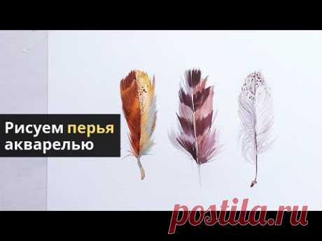 Как нарисовать перья птиц акварелью — kalachevaschool.ru — Подробный урок с Вероникой Калачевой