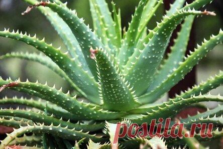 Удивительные свойства алоэ