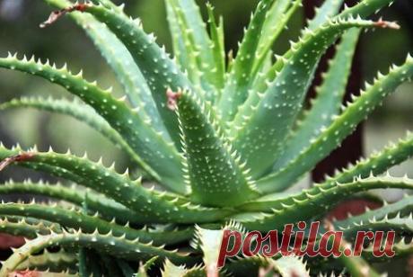 Удивительные свойства алоэ