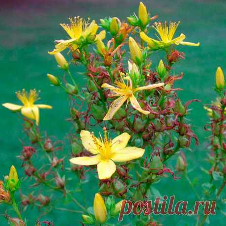 Лекарственное растение Зверобой пронзеннолистный (Hypericum perforatum). Многолетнее прямостоячее и разветвленное растение от 30 до 60 см и выше. Стебель сплошной, к верхушке железистый с двумя выпуклыми продольными гранями. Листья широко-яйцевидные или удлиненно-овальные до узколинейных, с просвечивающими точками. Золотисто-желтые цветки шириной 2-3 см с ланцетными острыми чашелистиками, которые во время цветения вдвое длиннее завязи. Цветки собраны в ложные зонтики.