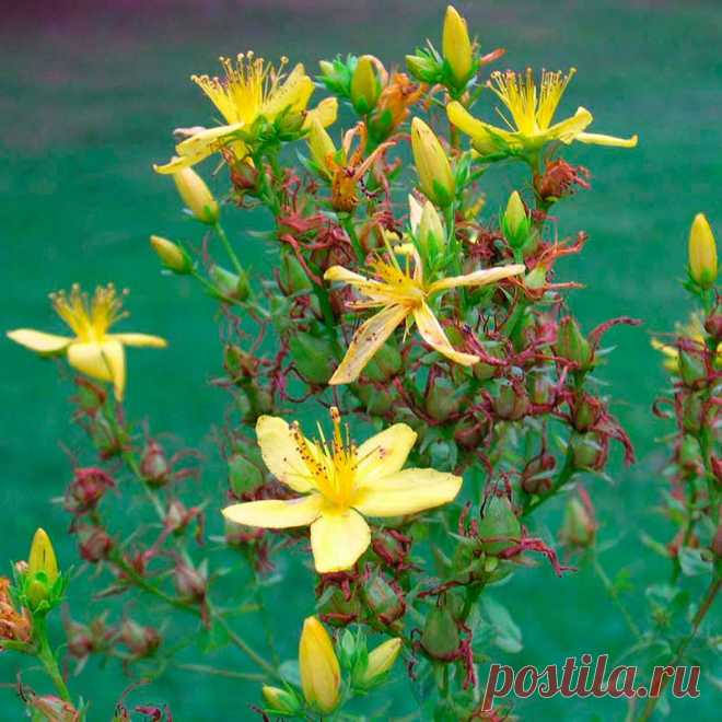 Лекарственное растение Зверобой пронзеннолистный (Hypericum perforatum). Многолетнее прямостоячее и разветвленное растение от 30 до 60 см и выше. Стебель сплошной, к верхушке железистый с двумя выпуклыми продольными гранями. Листья широко-яйцевидные или удлиненно-овальные до узколинейных, с просвечивающими точками. Золотисто-желтые цветки шириной 2-3 см с ланцетными острыми чашелистиками, которые во время цветения вдвое длиннее завязи. Цветки собраны в ложные зонтики.