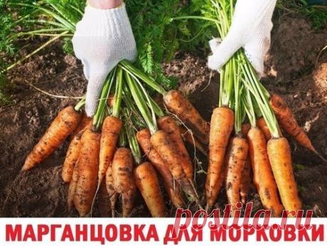 МАРГАНЦОВКА ДЛЯ МОРКОВКИ!