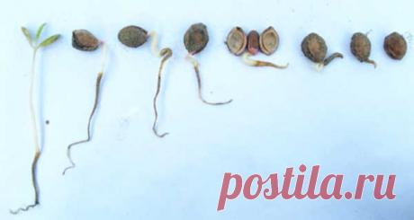 Природная и управляемая стратификация семян плодовых деревьев. - Издательство "Жизнь на ЗЕМЛЕ". Допустим, осенью мы запаслись свежими семенами плодовых деревьев. Какие у нас есть варианты действий? Многие думают, что проще всего их сразу же и посеять в землю. 1) Природный или естественный вариант стратификации, который наблюдается повсюду. Плод упал с дерева, мякоть и оболочки перегнили, а семя лежит на земле до весны. Этот процесс мы повторяем своими руками, только семечк...