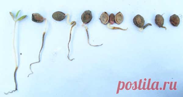 Природная и управляемая стратификация семян плодовых деревьев. - Издательство 