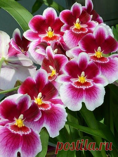 Miltoniopsis, The Pansy Orchid