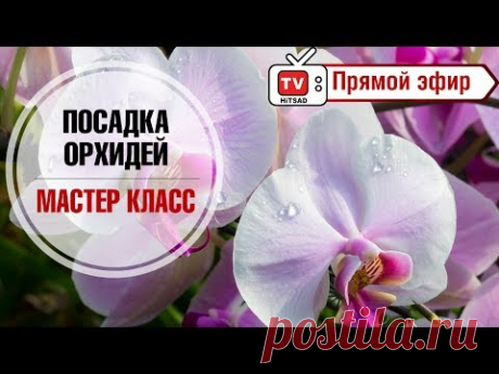 Как пересадить орхидею? 🌺 Мастер класс в прямом эфире