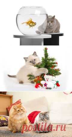 Как назвать котенка, кота кошку? Как выбрать имя котенку коту кошке? Лучшие имена для котов кошек котят, фото кошки