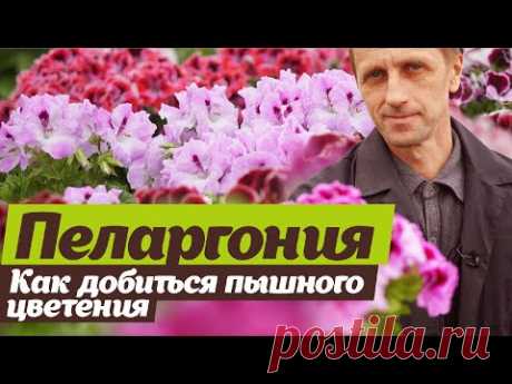 Выращивание пеларгонии. Секреты пышного цветения