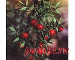 Иглица (рускус). Уход в домашних условиях