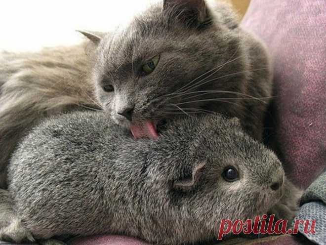 (+1) тема - Животные тоже умеют дружить! | Четвероногий юмор