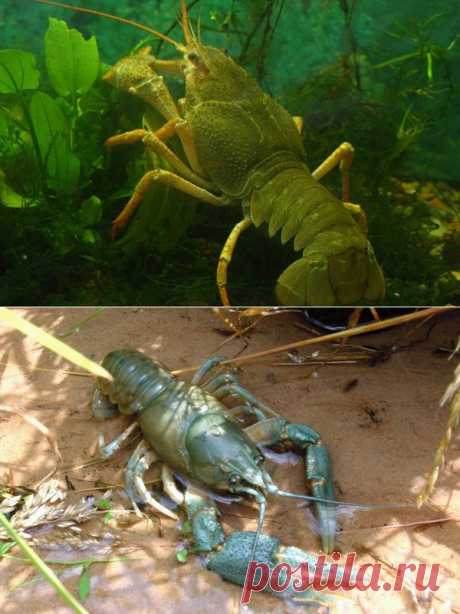 Еще про ловлю раков осенью | Охота и рыбалка