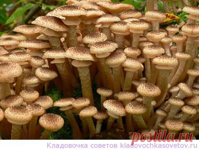 Как вырастить опята на даче
Любители грибов могут собирать опята без долгого хождения в лесу. Их можно без особых усилий вырастить у себя на дачном участке. В лесу опята растут на заваленных, загнивших деревьях, на пенечках. На дачном участке для них можно создать те же условия. Опята считаются самыми вкусными и ароматными грибами. Из них делают салаты, используют при приготовлении блюд, маринуют, жарят.