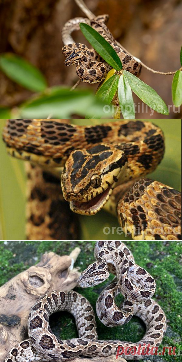 Бойга многопятнистая (Boiga multomaculata) — описание вида