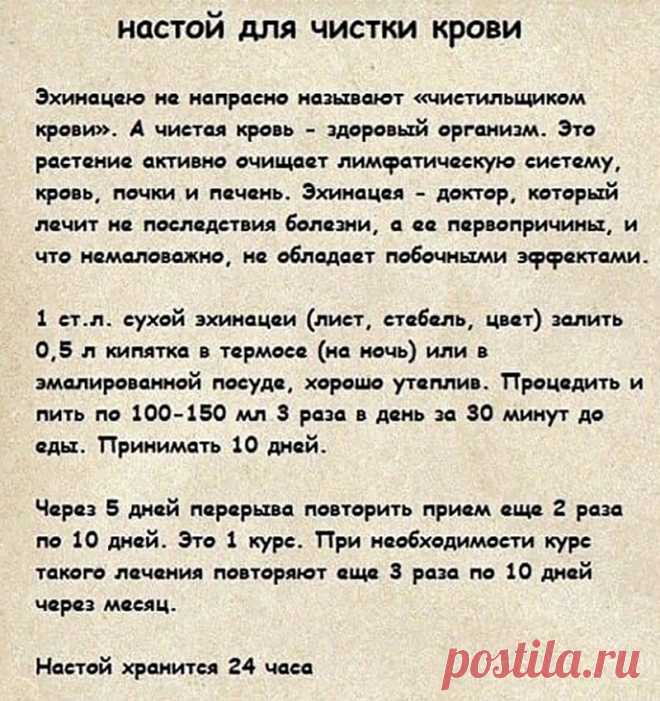 Настой для чистки крови