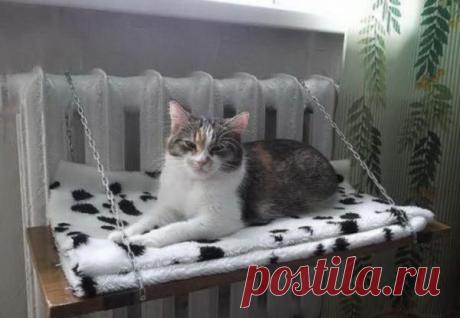 30 котиков, в существование которых сложно поверить