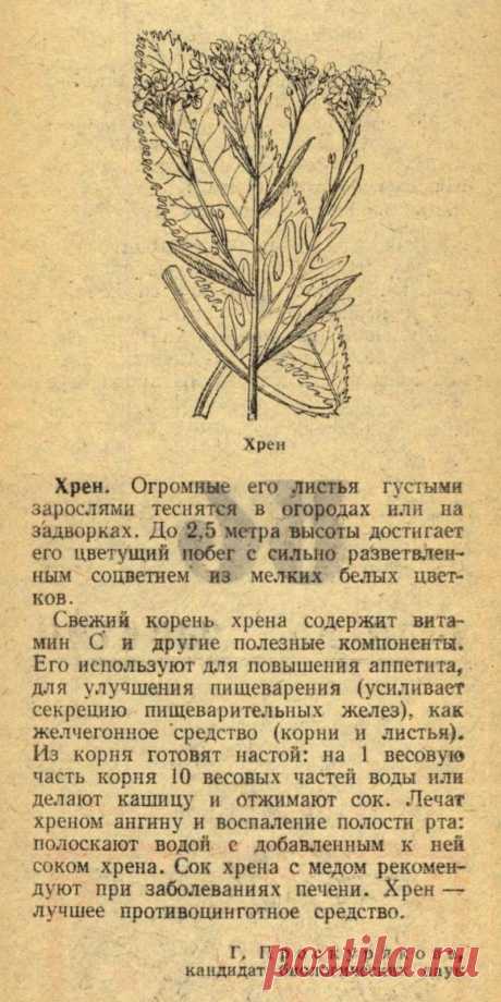 Хрен