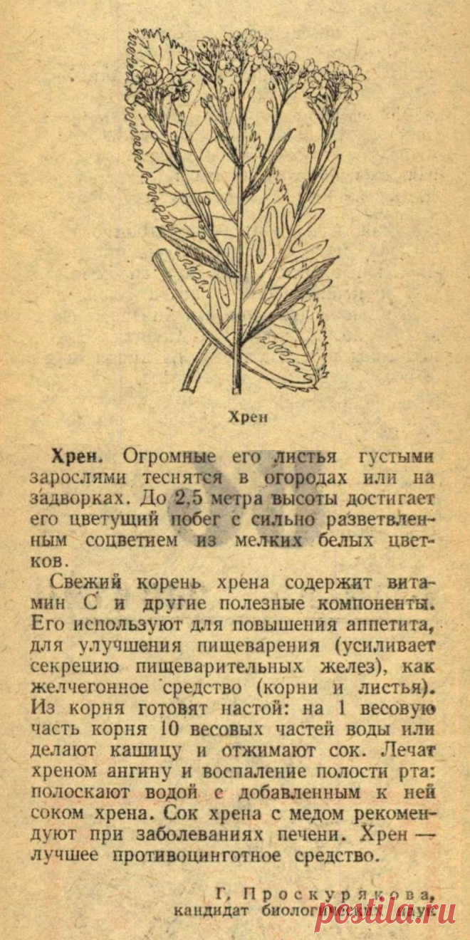 Хрен