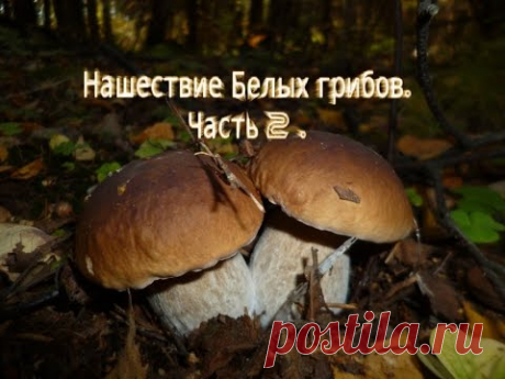 Нашествие Белых грибов Часть 2 . Мега количество.